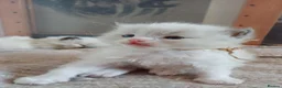 Ragdoll cats for sale: Ragdoll kittens in Edinburgh - Advert 4