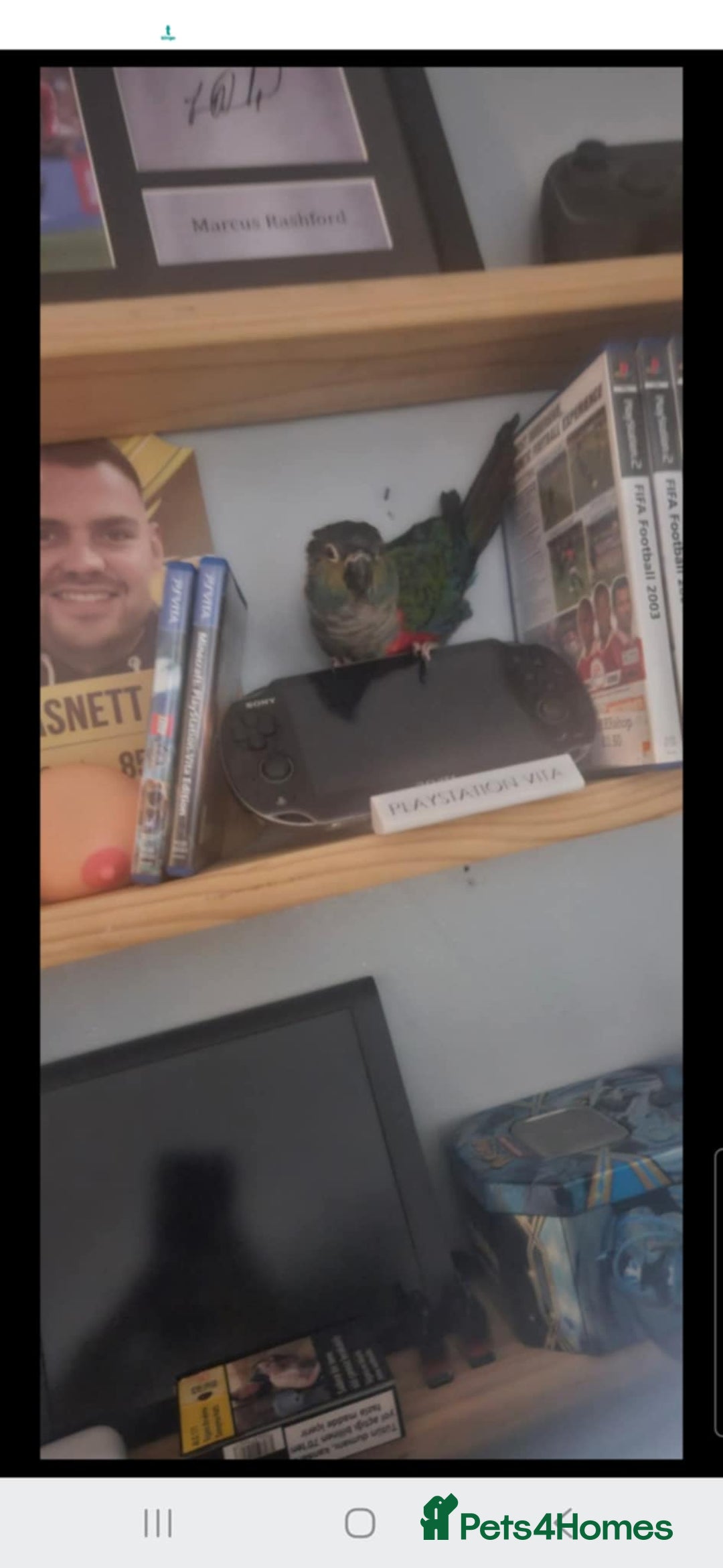 Conures birds for sale: Semi tame conure  - Image 3