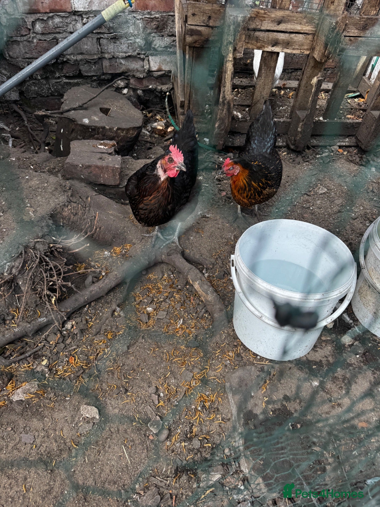 Chickens poultry Laying chickens x 3 - Advert 2