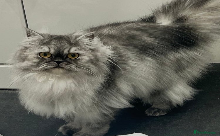 Persian cats - Advert 1