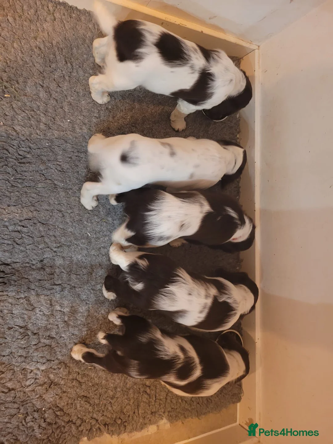 English Springer Spaniel dogs for sale: English Springer Spaniel Pups - Advert 4