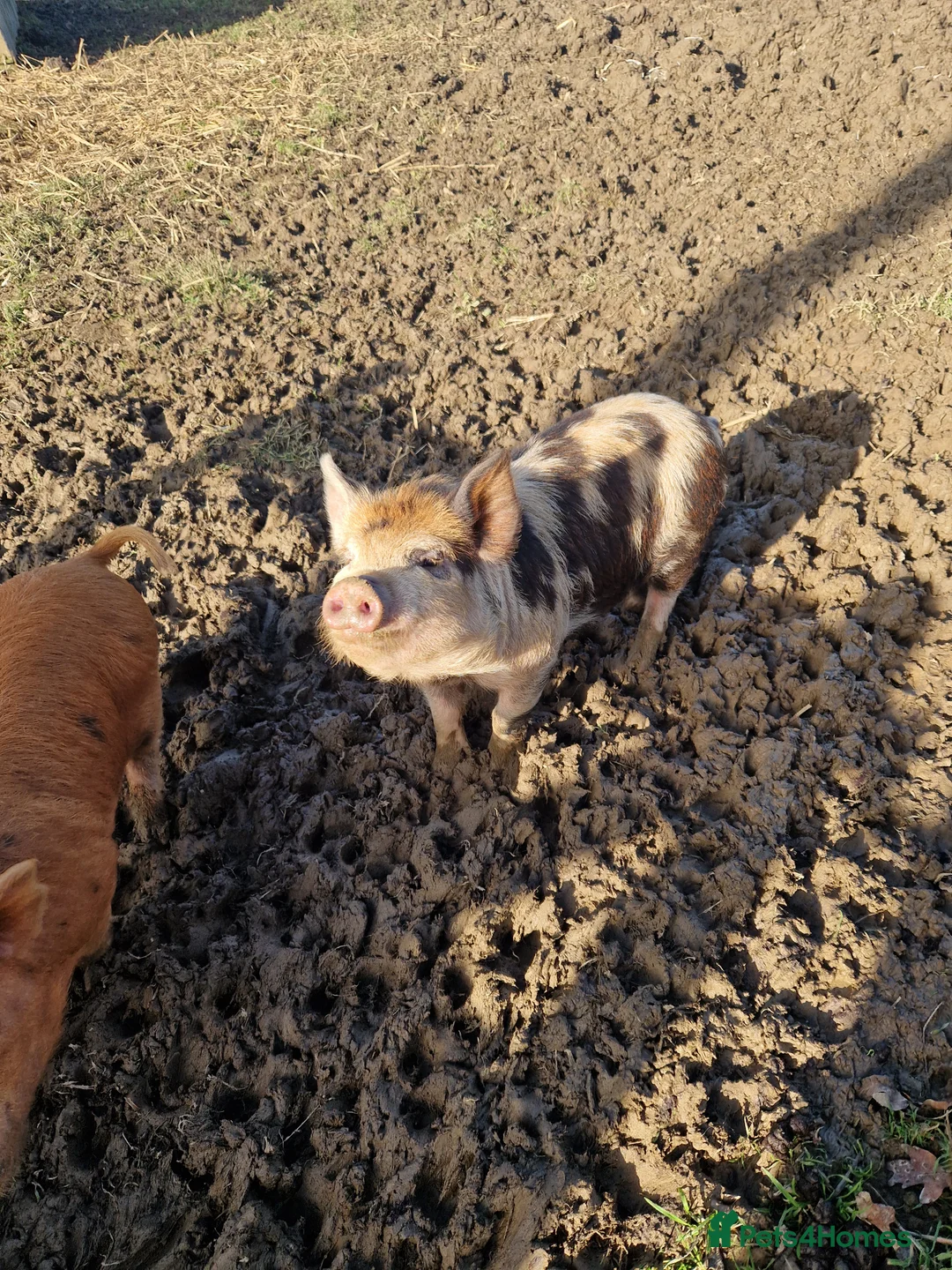 Pig livestock for sale: Piglets - Advert 6