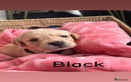 Goldador dogs for sale: Beautiful litter off 11 goldador puppies  - Image 6