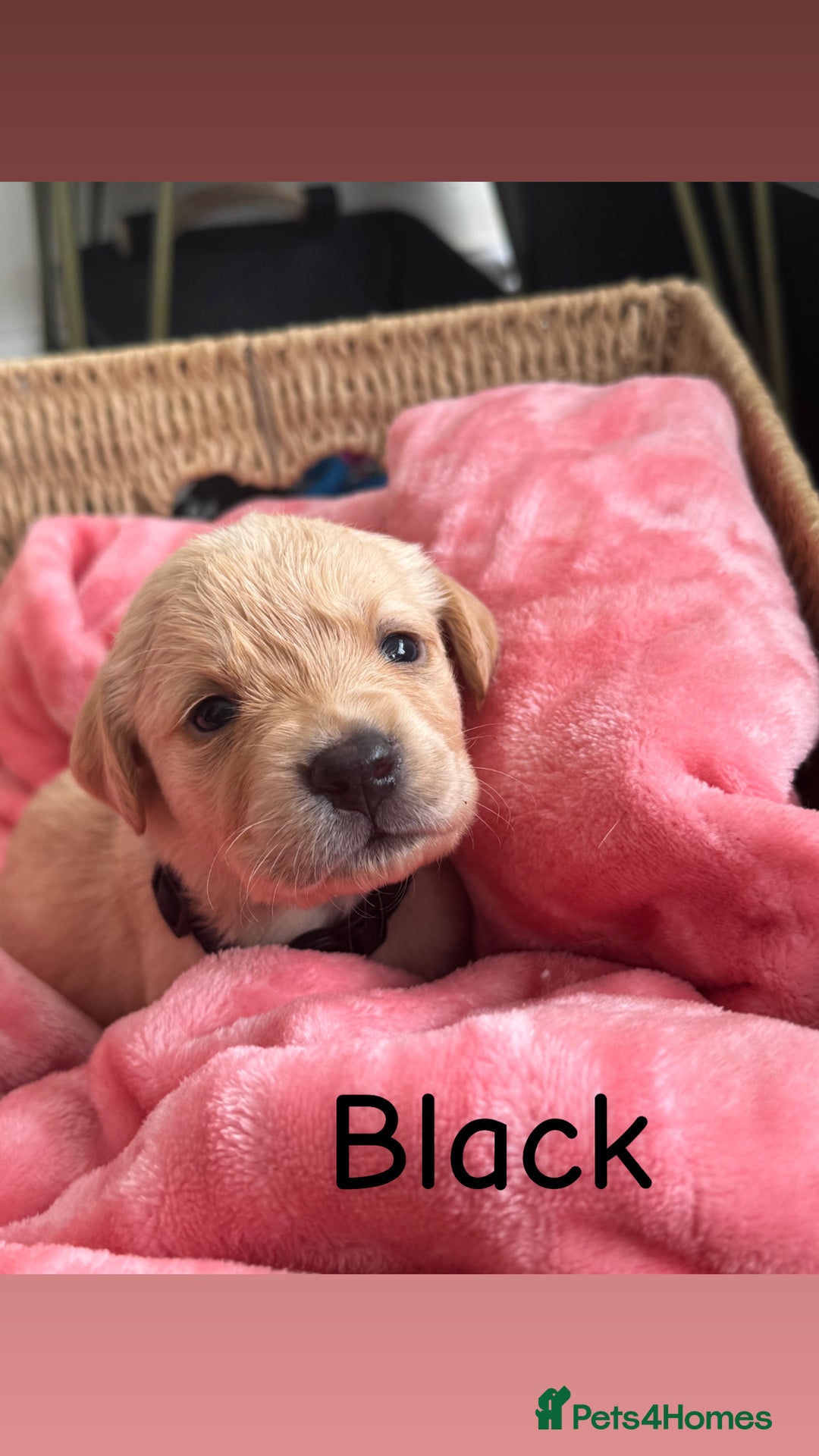 Goldador dogs for sale: Beautiful litter off 11 goldador puppies  - Image 6