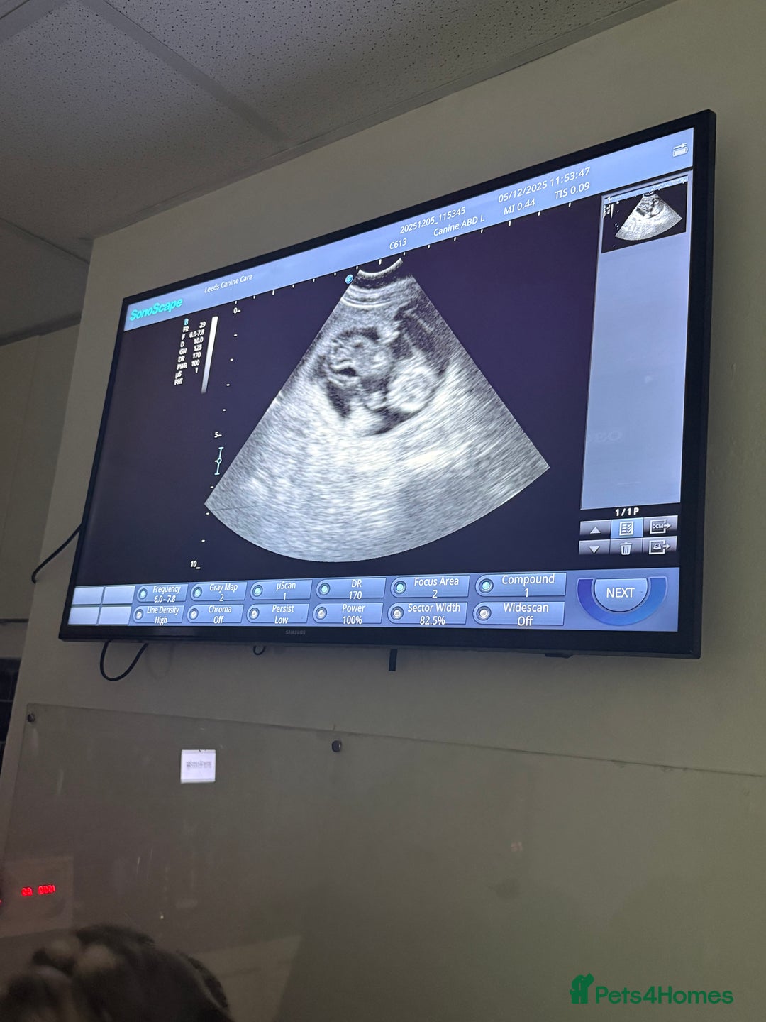 English Bulldog dogs for stud: Vincent aka vinny  - Advert 5