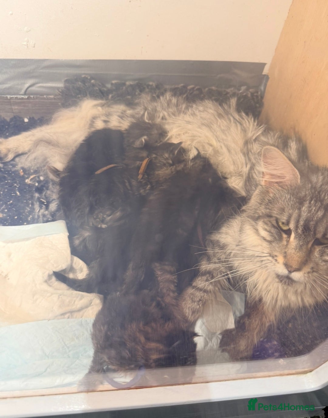Maine Coon cats for sale: H Litter ready for  ** s Week - Advert 7