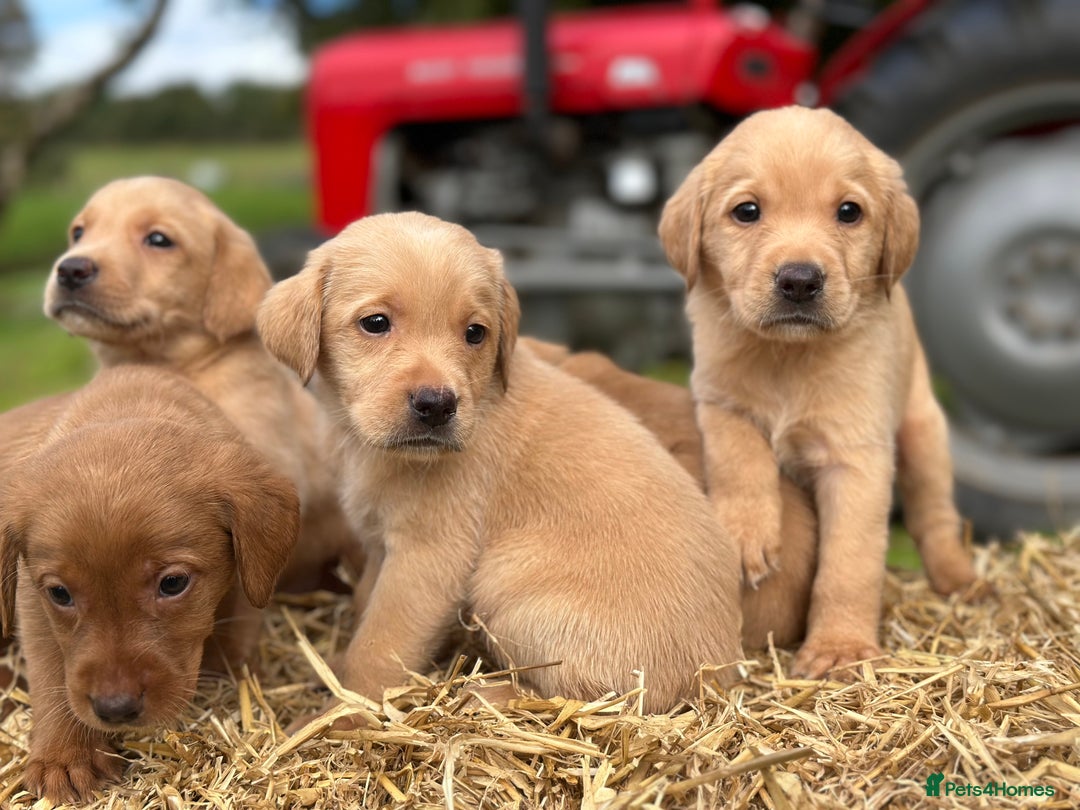 Labrador Retriever dogs for sale: Labrador retriever puppies for sale  - Image 7