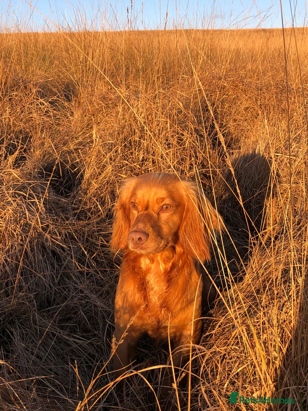 Cocker Spaniel dogs for stud: Excellent cocker spaniel standing at stud in Lancaster - Advert 4
