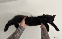 Mixed Breed cats for sale: Fluffy black cute boy  - Image 5