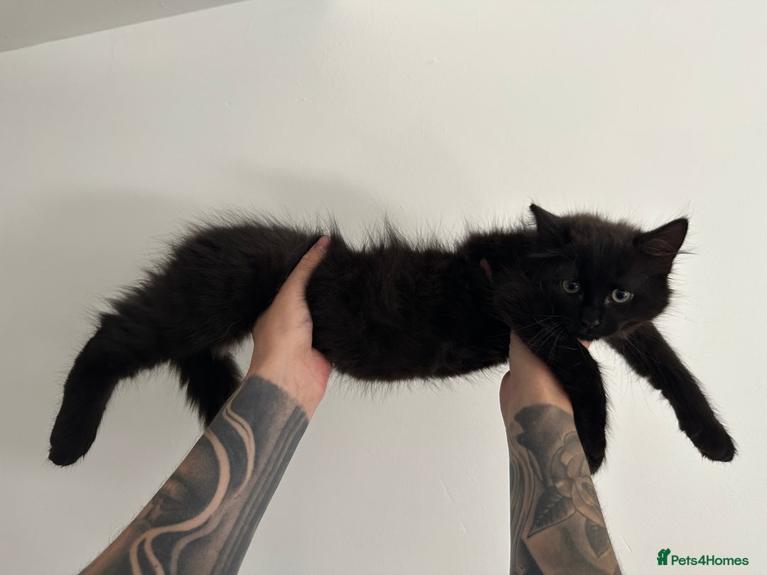 Mixed Breed cats for sale: Fluffy black cute boy  - Image 5