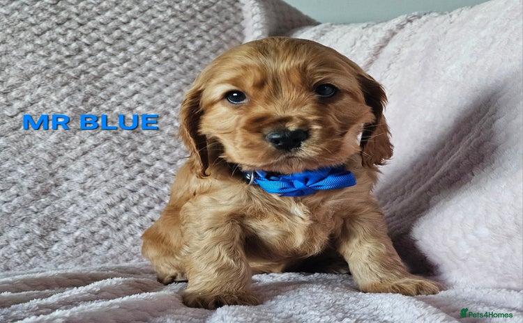 Cocker Spaniel dogs Stunning! Golden Kc Show Type Cocker Spaniels. - Advert 4
