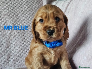 Cocker Spaniel dogs Stunning! Golden Kc Show Type Cocker Spaniels. - Advert 1