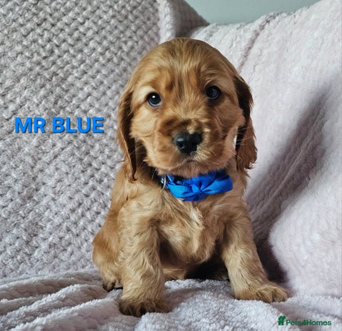 Cocker Spaniel dogs Stunning! Golden Kc Show Type Cocker Spaniels. - Advert 1