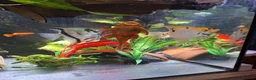 Plecos fish for sale: 2 x Super Red Bristlenose Plecos - Advert 3