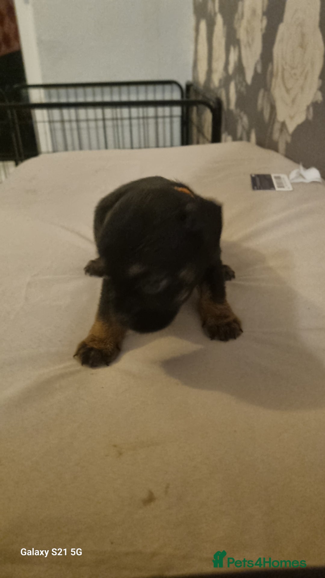 Mixed Breed dogs for sale: 4 french bulldog x boarder terror girls  - Image 5