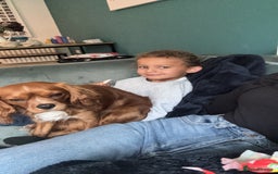 Cavalier King Charles Spaniel dogs for sale: Cavalier King Charles spaniel  - Image 6