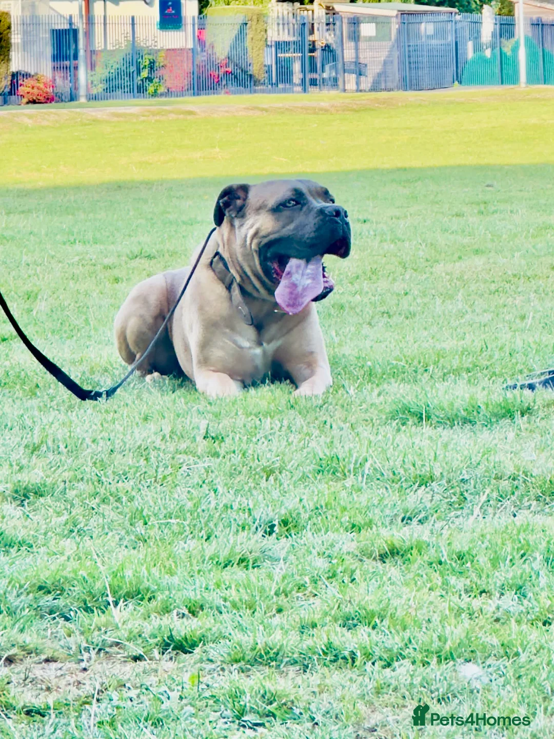 Cane Corso dogs for sale: Cane Corso - Thanos  in Thatcham - Advert 1