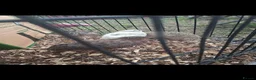 Quail poultry for sale: Quail hatching eggs and chicks  - Advert 12