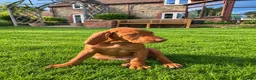 Hungarian Vizsla dogs for sale: Hungarian Vizsla Puppies 2 Boys Available - Advert 7