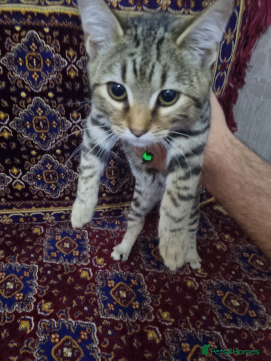 Bengal cats for sale: Bengal Kittens ( 14 WEEKS OLD )  - Image 10