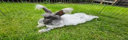 Angora rabbits for sale: Lovely male Angora  - Advert 2