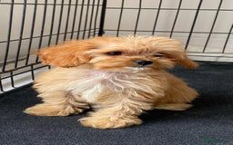 Cavapoo dogs for sale: Beautiful, stunning litter of toy cavapoos - Image 1