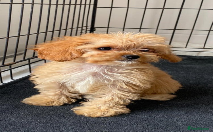 Cavapoo dogs - Advert 1