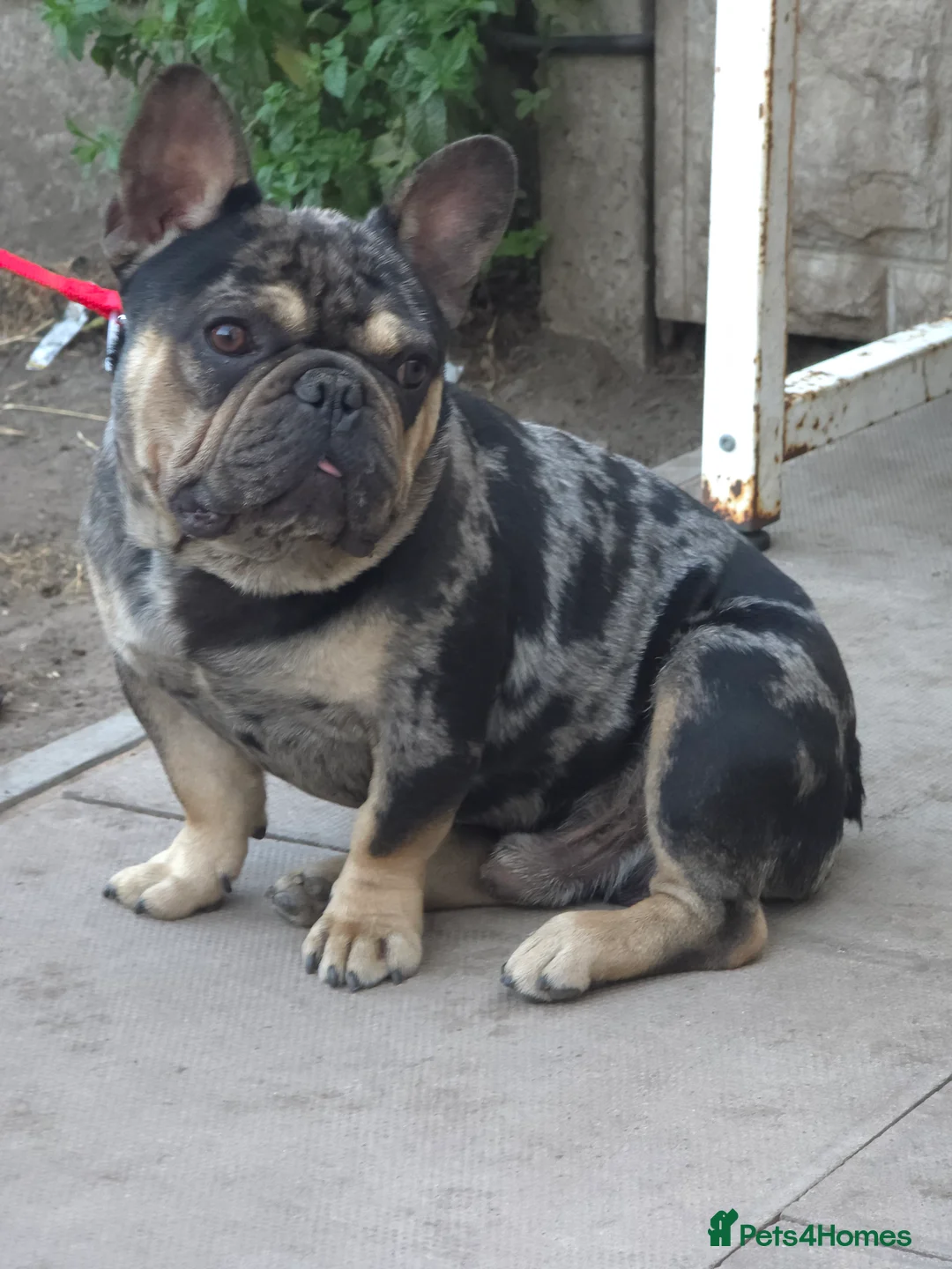 French Bulldog dogs for stud: French bulldog  - Advert 2