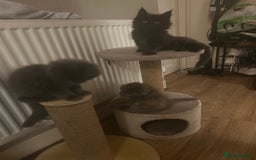 Maine Coon cats for sale: 5 beautiful maine coones  - Image 13