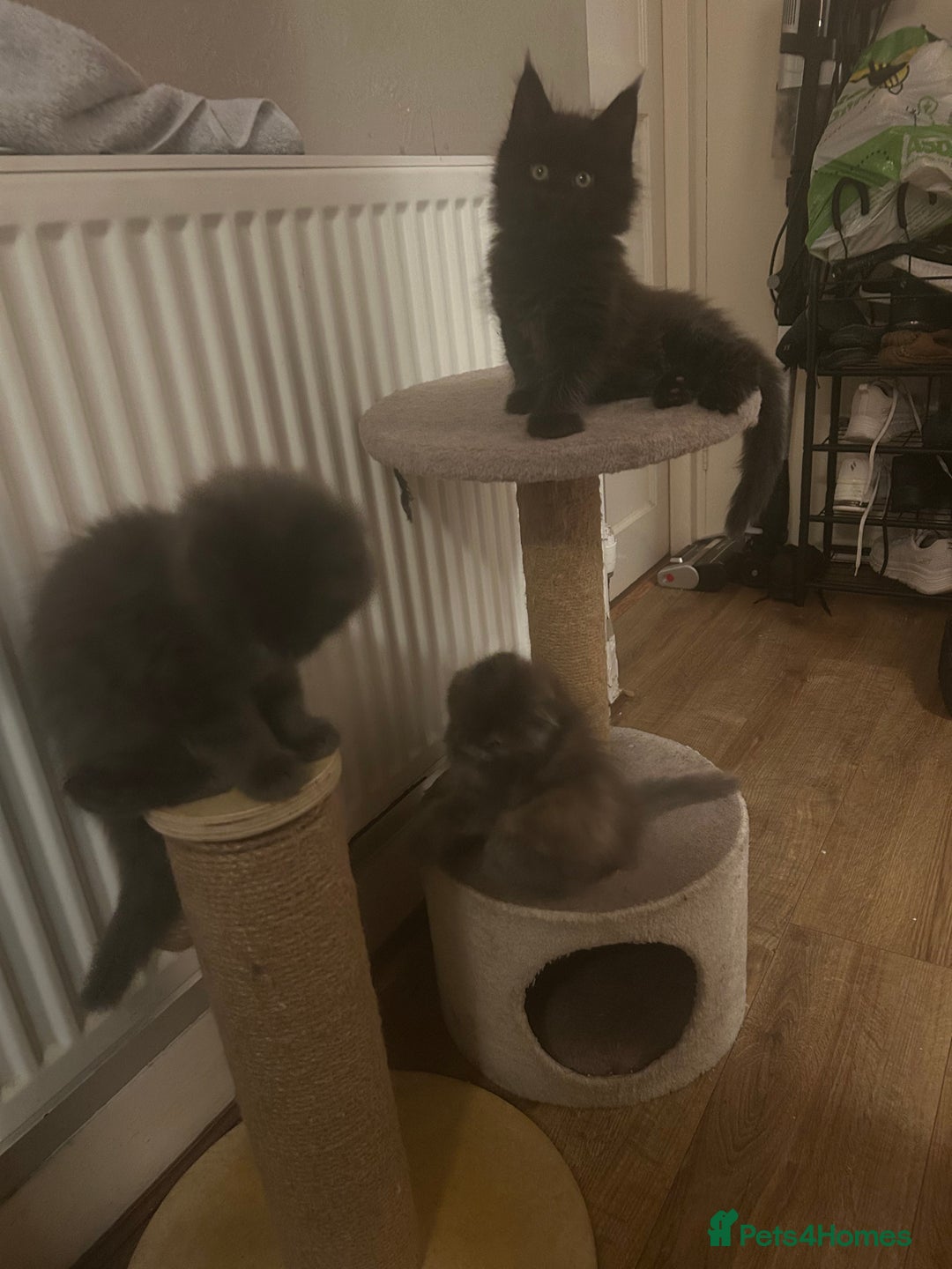 Maine Coon cats for sale: 5 beautiful maine coones  - Image 13