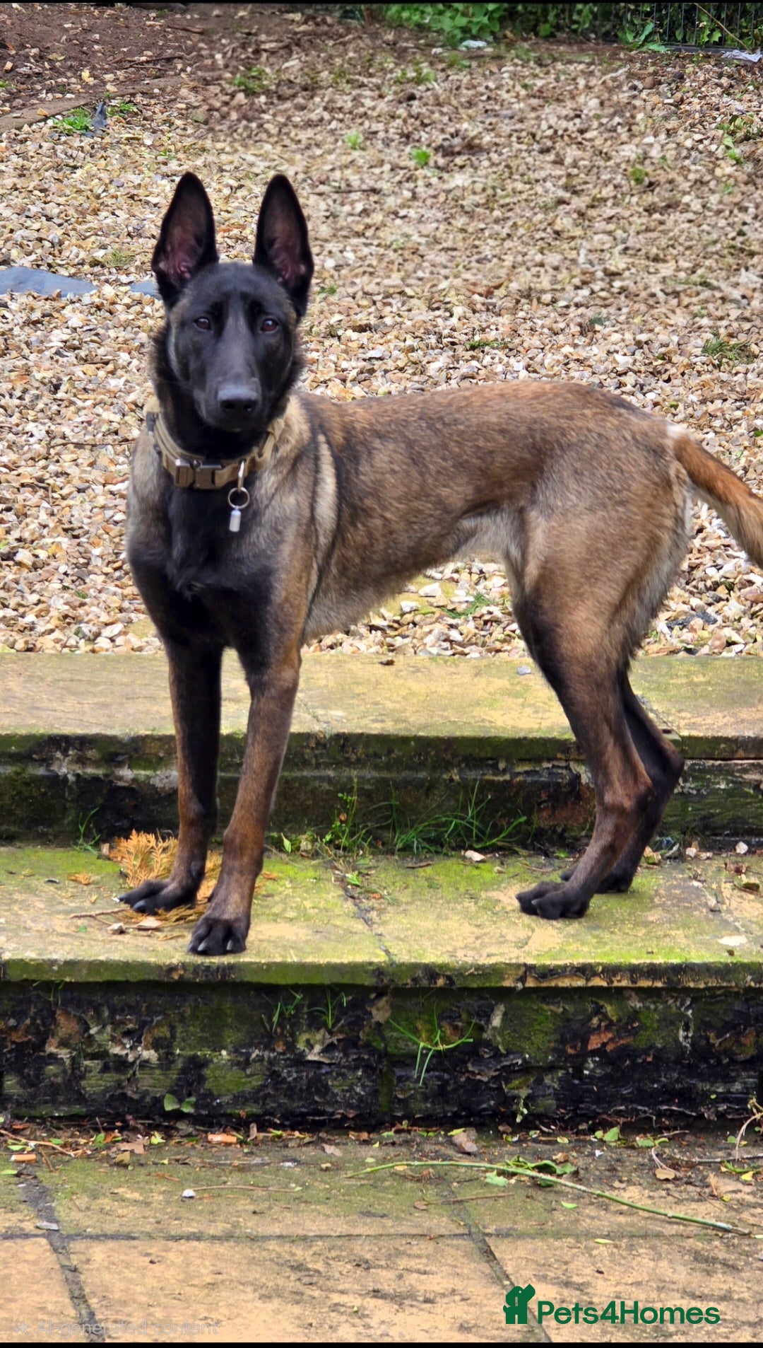 Belgian Shepherd Dog dogs 4 Year Old Belgian Malinois  - Advert 1