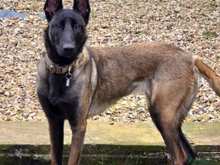 Belgian Shepherd Dog dogs 4 Year Old Belgian Malinois - Advert 1