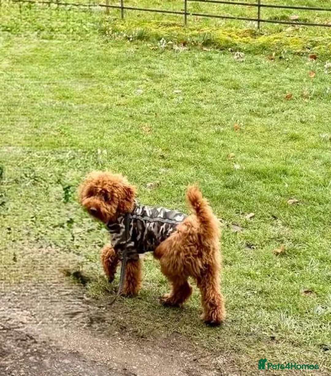 Cavapoo dogs for sale: Adorable & Gentle 5-Month-Old Cavapoo  - Advert 2