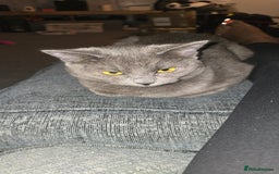 Russian Blue cats for sale: A female grey cat for sale - Image 3