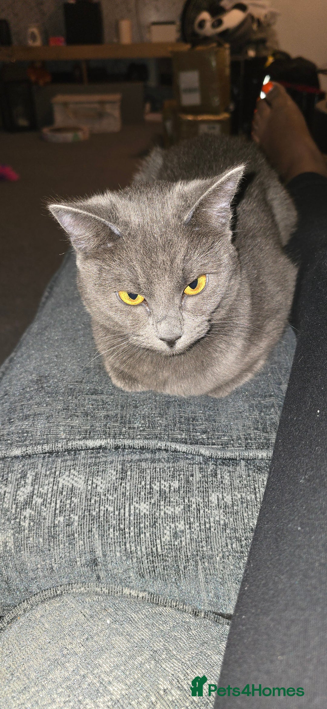 Russian Blue cats for sale: A female grey cat for sale - Image 3