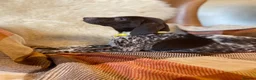 German Shorthaired Pointer dogs for sale: Kc female GSP - Advert 11