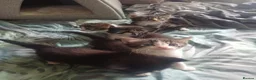 Egyptian Mau cats for sale: 5 beautiful babies ready for there new homes  - Advert 2