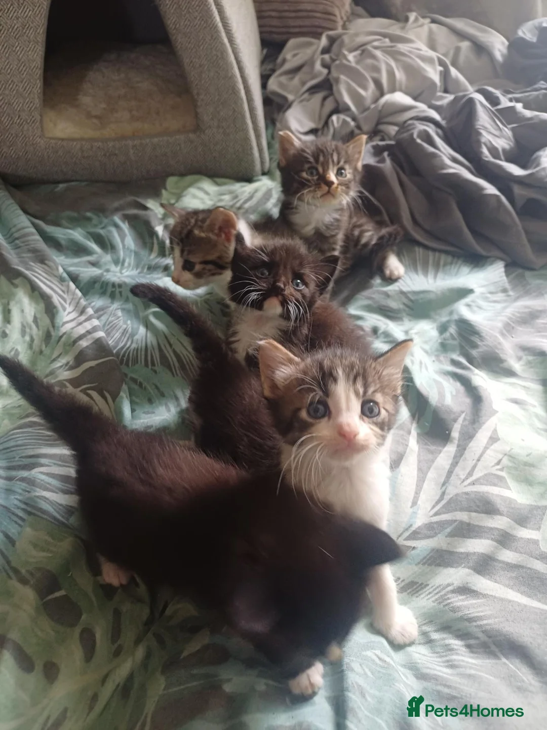 Egyptian Mau cats for sale: 5 beautiful babies ready for there new homes  - Advert 2