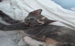 Sphynx cats for sale: Adorable Grey Female Sphynx x Devon Rex Elf Mix  - Image 13