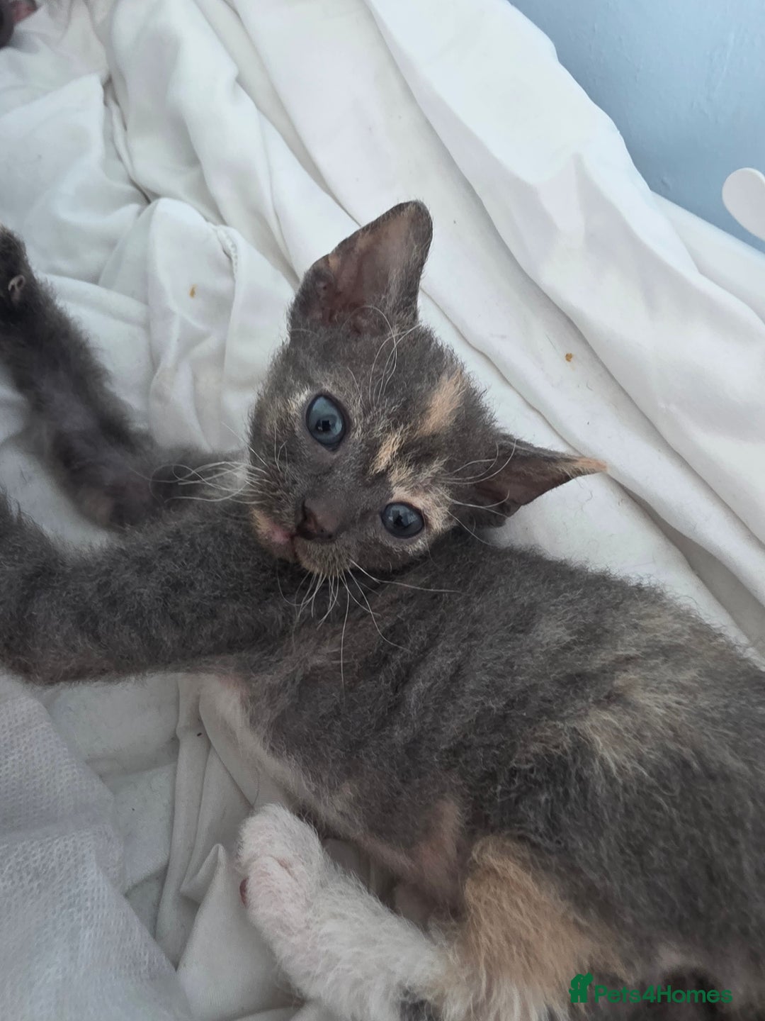 Sphynx cats for sale: Adorable Grey Female Sphynx x Devon Rex Elf Mix  - Image 13