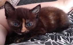 Mixed Breed cats for sale: Gorgeous kittens - looking for their forever home - Image 5