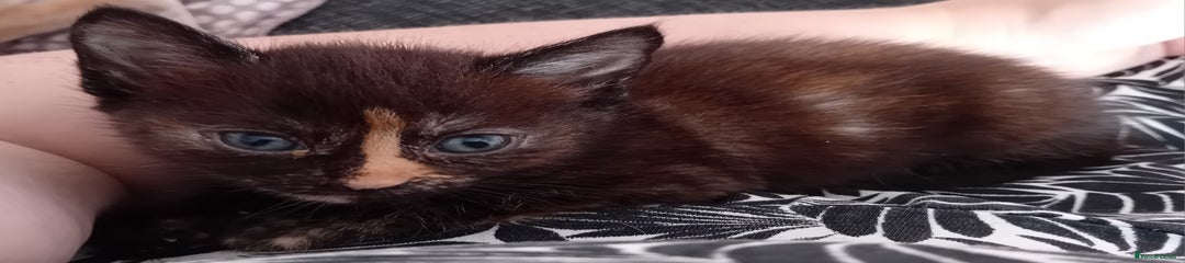 Mixed Breed Kitten 3
