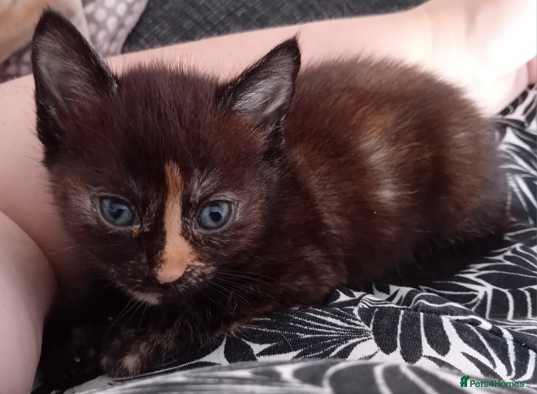 Mixed Breed cats for sale: Gorgeous kittens - looking for their forever home - Image 5