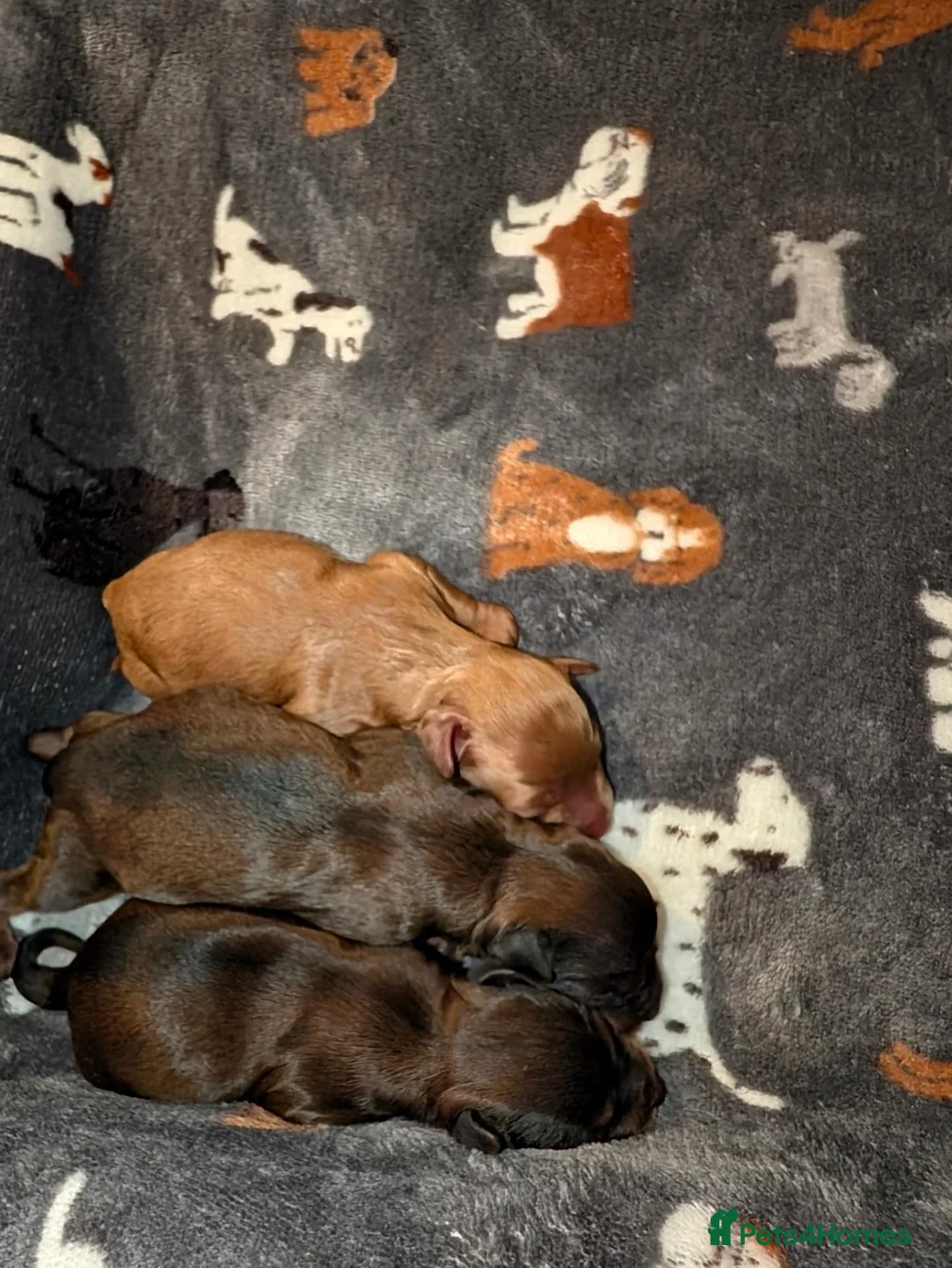 Cavapoo dogs for sale: BEAUTIFUL CAVAPOO PUPPIES LOOKING FOREVER HOMES🎃  in Ripley - Advert 2