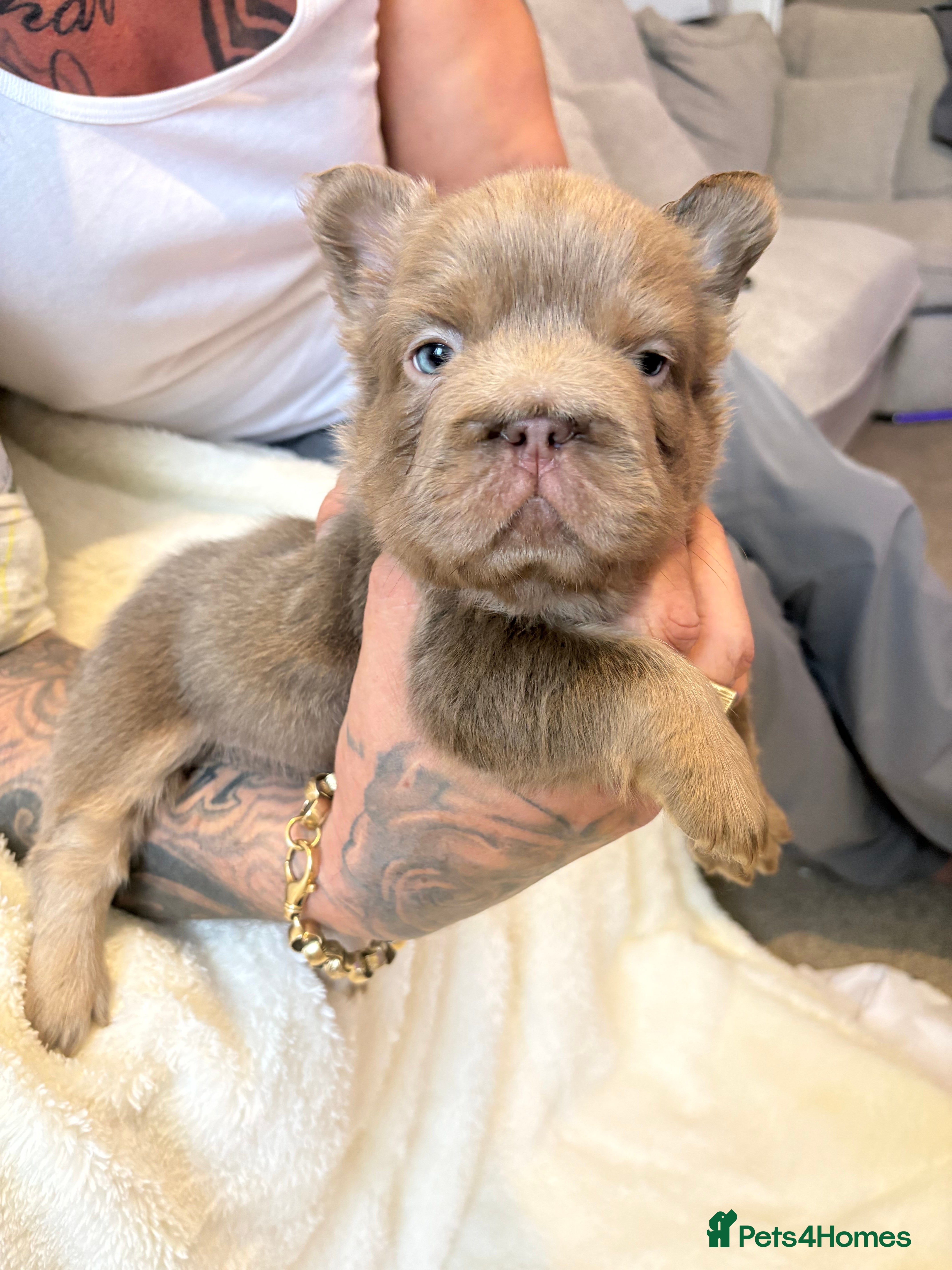 French Bulldog dogs 💙🩷Beautiful french bulldogs+ full fluffy🩷💙 - Advert 1