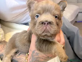 French Bulldog dogs for sale: 💙🩷Beautiful french bulldogs+ full fluffy🩷💙 - Advert 1