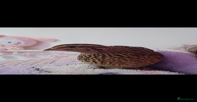 Quail poultry Two Female Coturnix quail - Advert 9