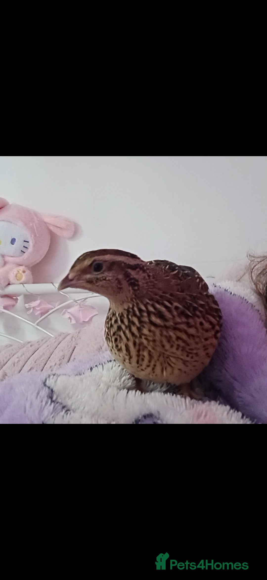Quail poultry for sale: Two Female Coturnix quail - Advert 3