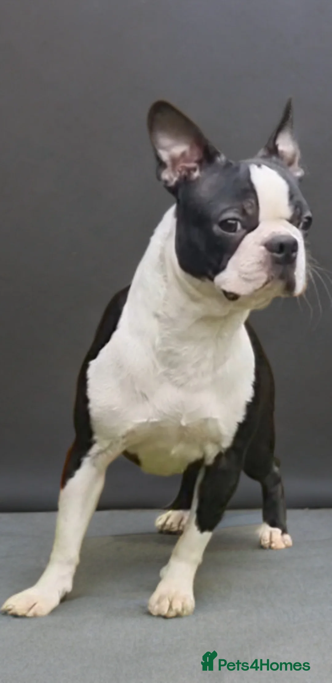Boston Terrier dogs for stud: Classic Boston Terrier - Advert 2