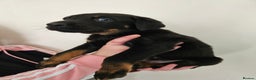 Mixed Breed dogs for sale: Beautiful black German shepherd x doberman  - Advert 16